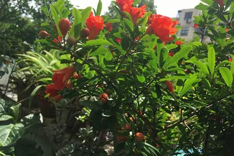 石榴树的花期和果期怎么管理