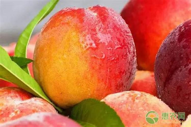 桃树膨果期用什么复合肥好？桃树座果期用哪些肥料好？