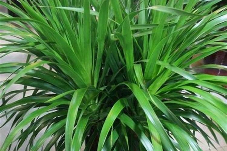 折耳根用什么肥料种植最好