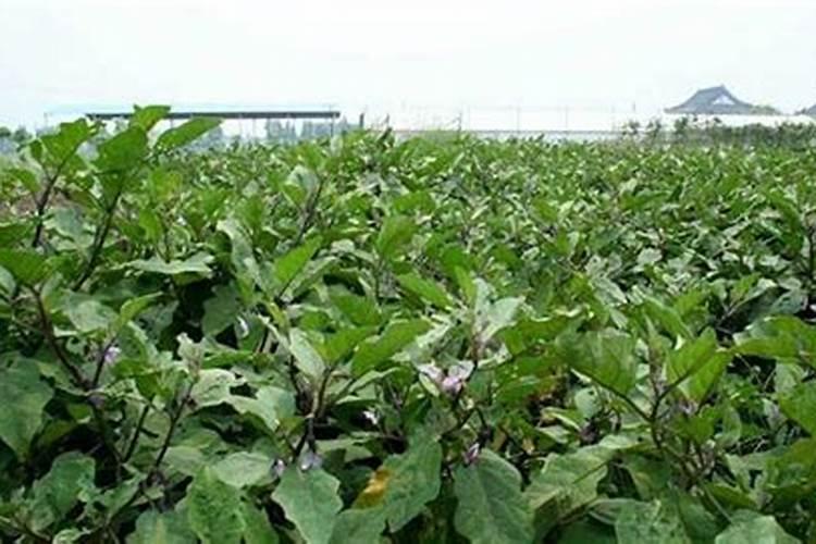 剪股颖草坪一亩地多少斤种子