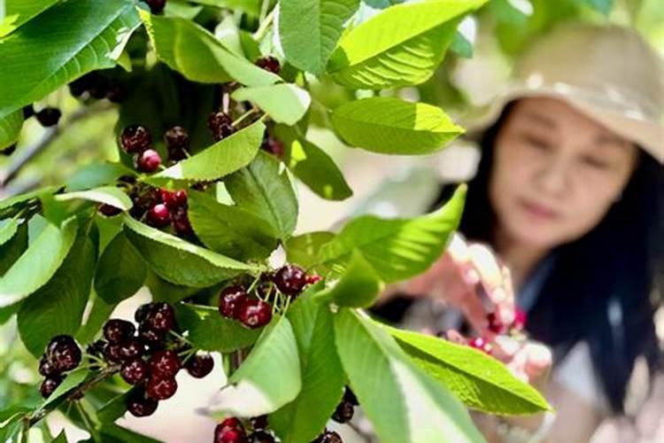 大樱桃对施肥有哪些要求？