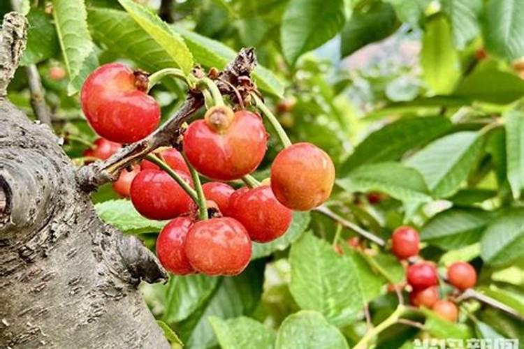 樱桃树秋季什么时候施肥？