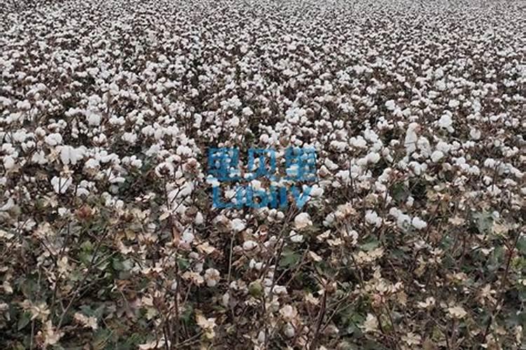 鄂中有机肥在哪里生产的？