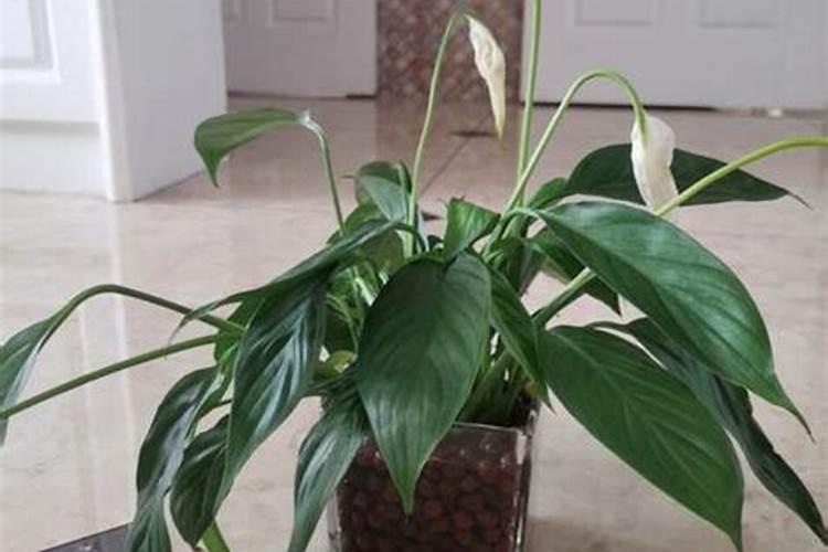 磷肥适合浇什么花