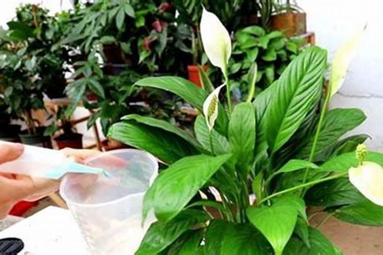 哪些花可以用尿素