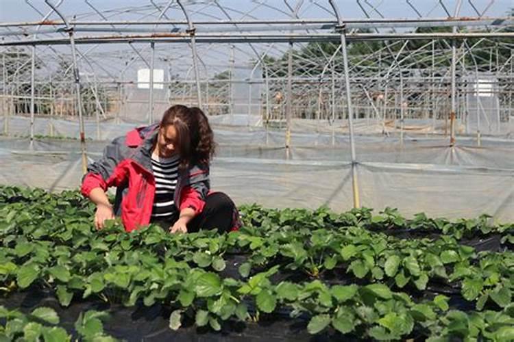 草莓施肥时间和方法