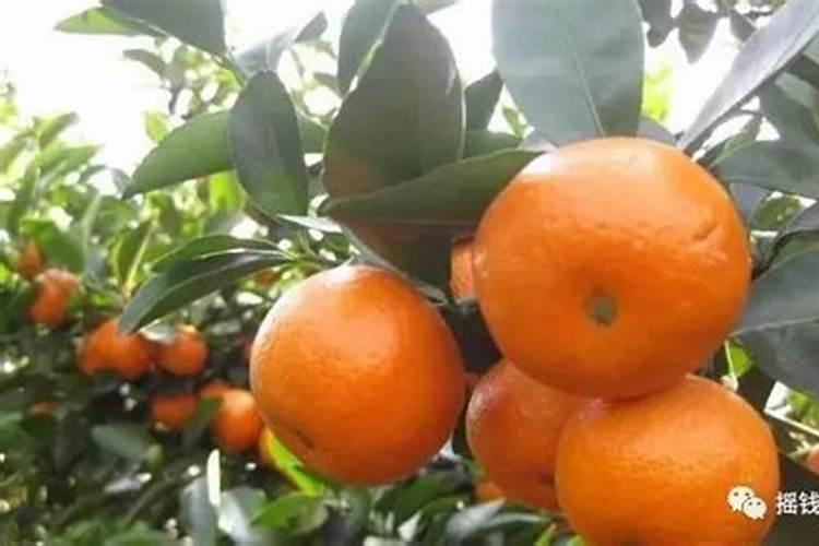 柑橘结果期用什么肥料产量高？柑橘挂果期用什么冲施肥好？