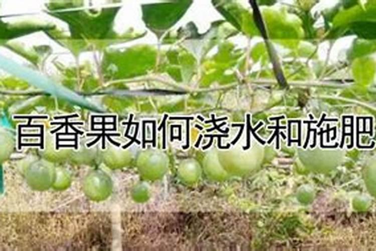 百香果正确施肥方法