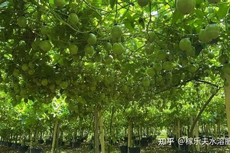 百香果挂果后如何施肥？