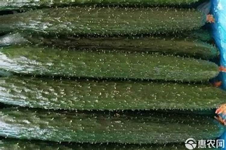 冬季黄瓜底肥一亩用多少？