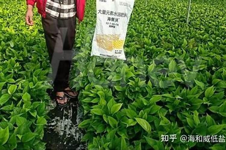 拼多多水溶肥为什么便宜