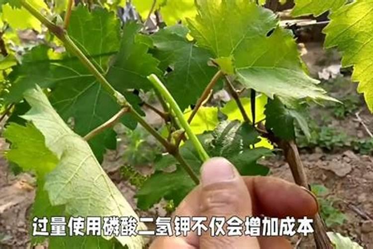 克伦生葡萄上色用什么肥料