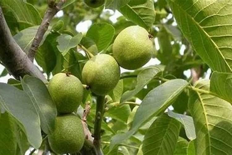 核桃树打什么药能防止落果？