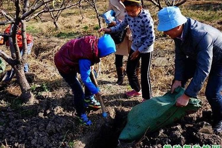 梨树施什么肥最好