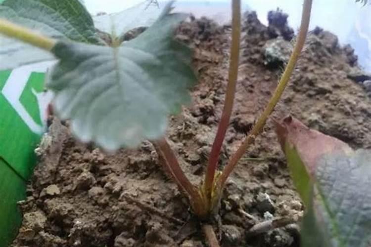盆栽草莓怎么施肥