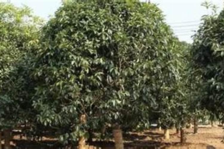 油茶树最佳复合肥