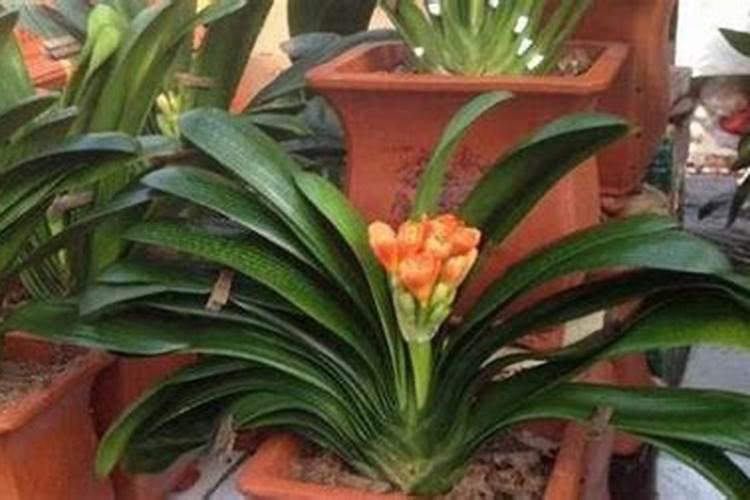 君子兰冬天可以施肥吗