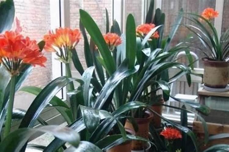 君子兰冬天可以施肥吗