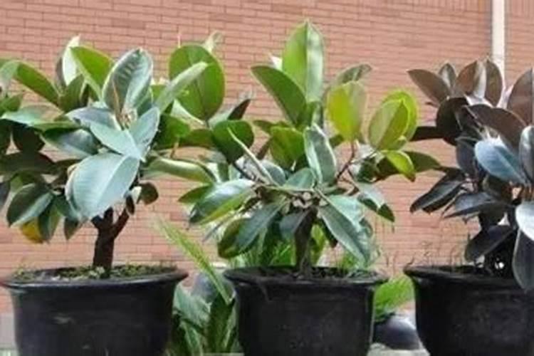 ...时期用硼肥和磷酸二氢钾？请问大樱桃树什么时候打磷酸二氢钾和流体...