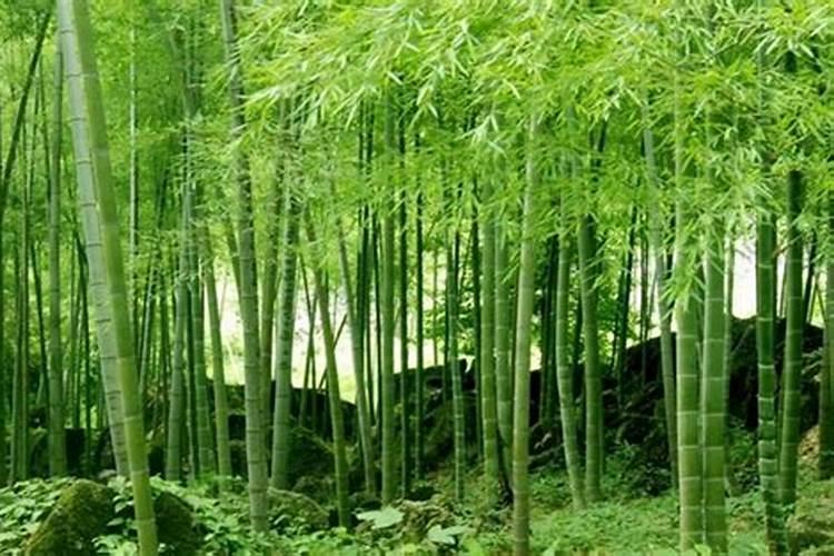 有机肥料做成颗粒有什么好处