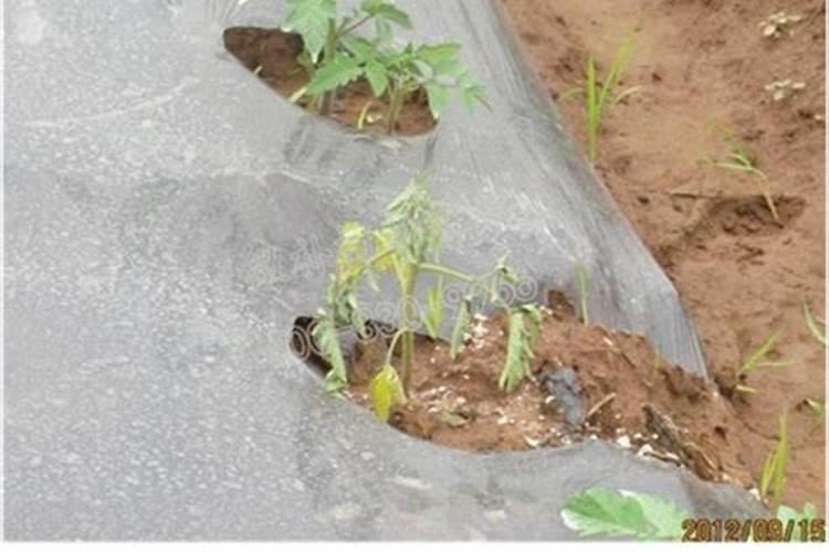 叶面肥喷后几小时下雨有效