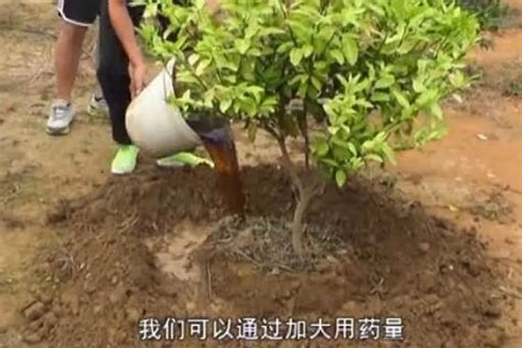 什么是腐殖酸类肥料？