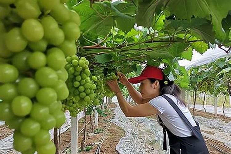 葡萄成熟期追多少肥