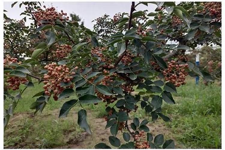 花椒上什么肥料好