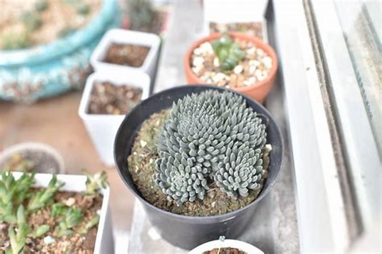 多肉植物冬天会冻死吗 多肉植物冬天会不会冻死