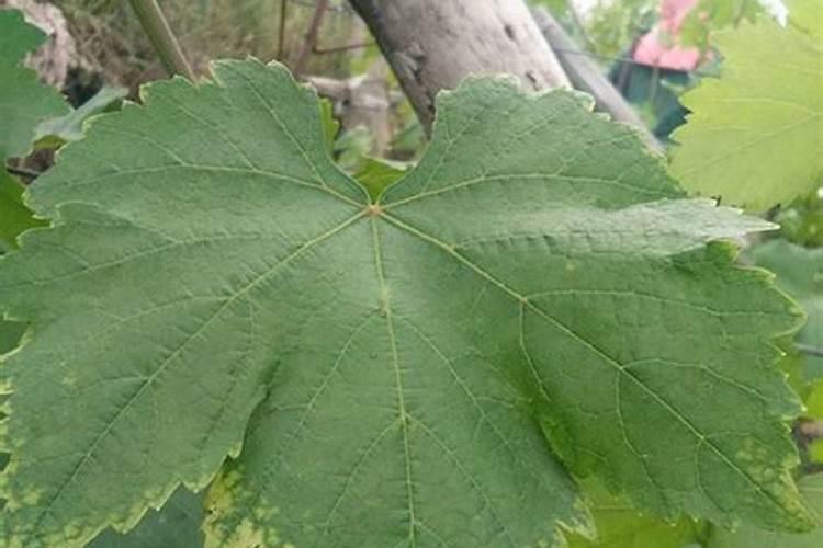 高温天气葡萄叶片喷什么能保护好