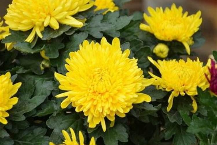 菊花花期需要施肥吗