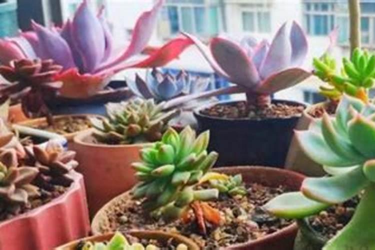 多肉上色肥料怎么用