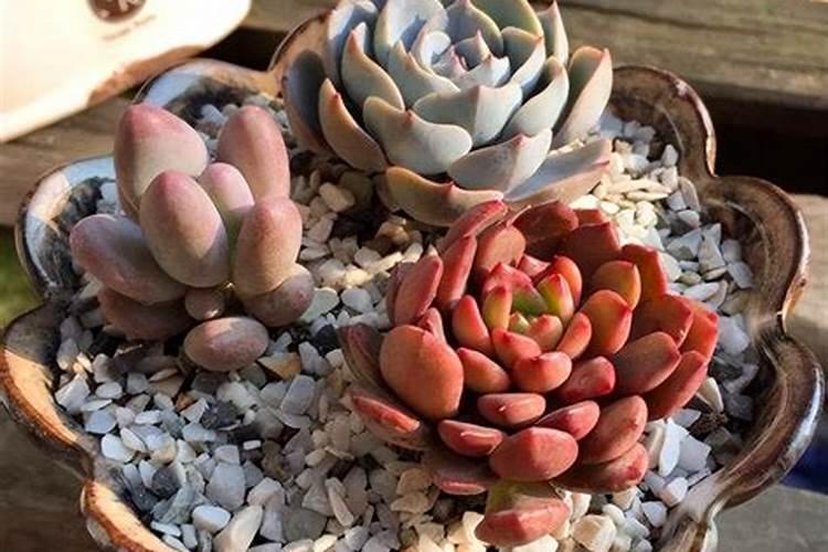 多肉植物一般用什么肥