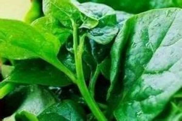 木耳增黑增厚用什么