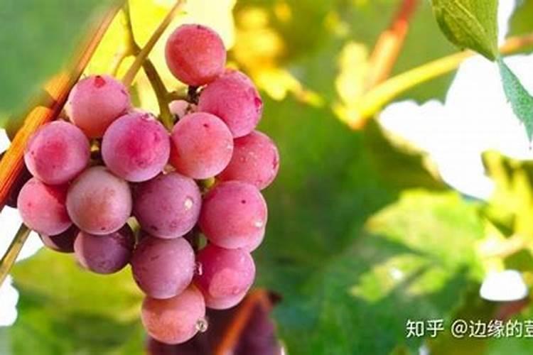 膨大水溶肥几天见效