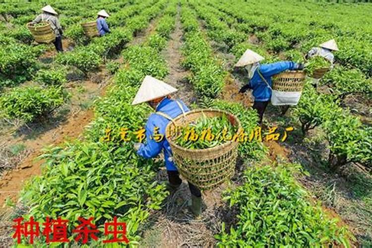 茶麸的功效和用处是什么