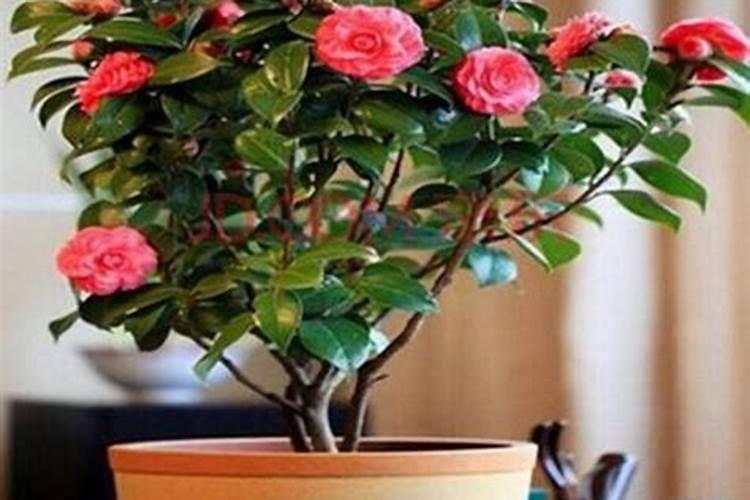 茶花施肥用什么肥料