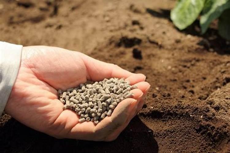 玉米绿壮叶面肥1000克多少钱一瓶