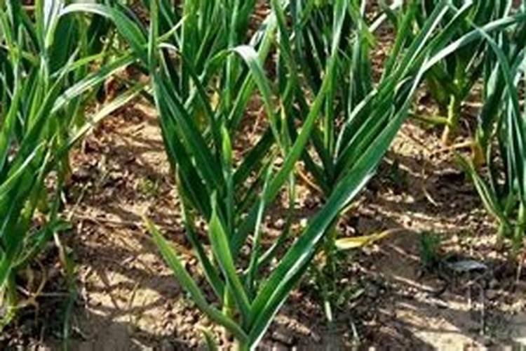 防治病虫害的小妙招