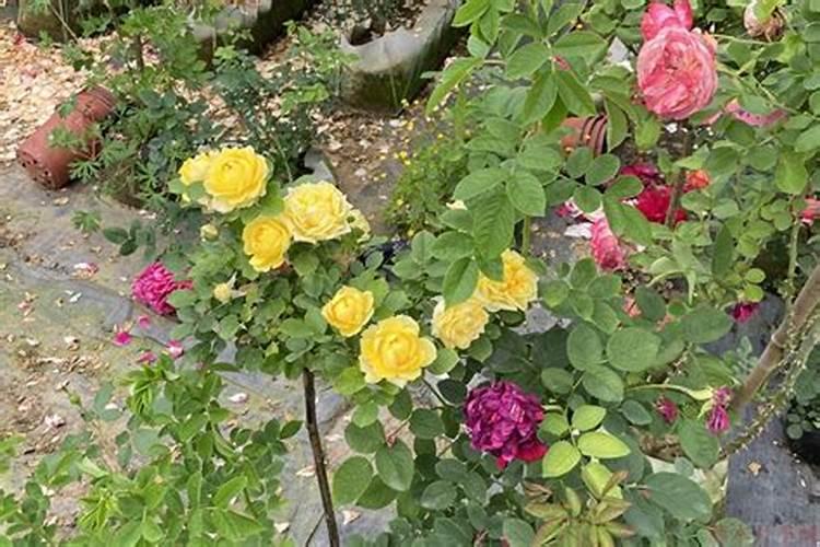 月季花哪时候施肥比较好 月季花什么时候施肥