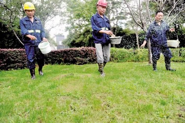 绿化树什么时候施肥合适 给绿化树施肥的时间