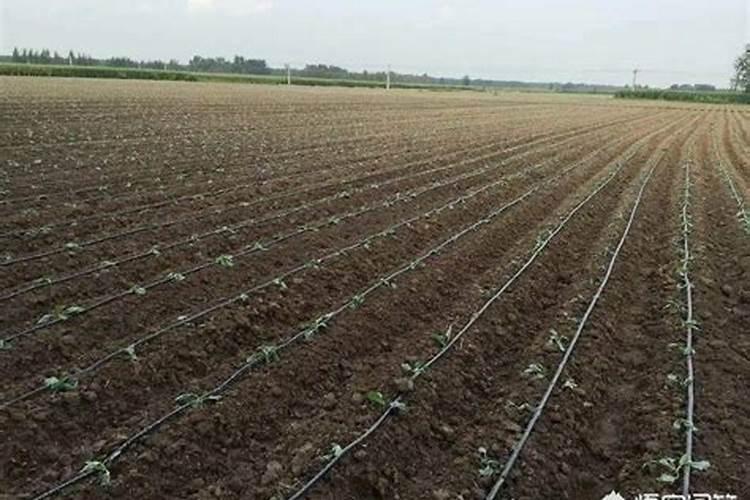 玉米地怎么冲施液体桶装肥