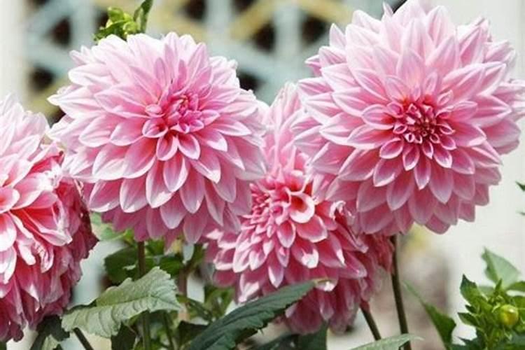 桃树多久浇一次水