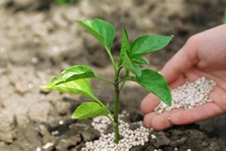辣椒挂果期追肥用什么肥料好？辣椒保花保果使用的肥料？