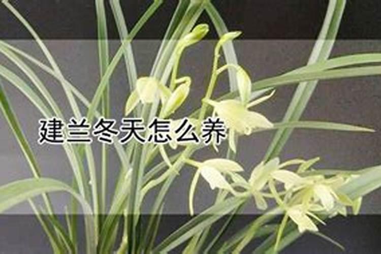 北方建兰的养殖方法和注意事项