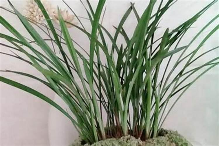 北方如何养建兰