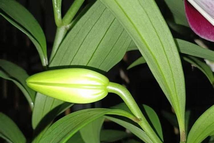 百合可以喷磷酸二氢钾吗