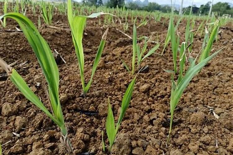 甘蔗多少天施一次肥