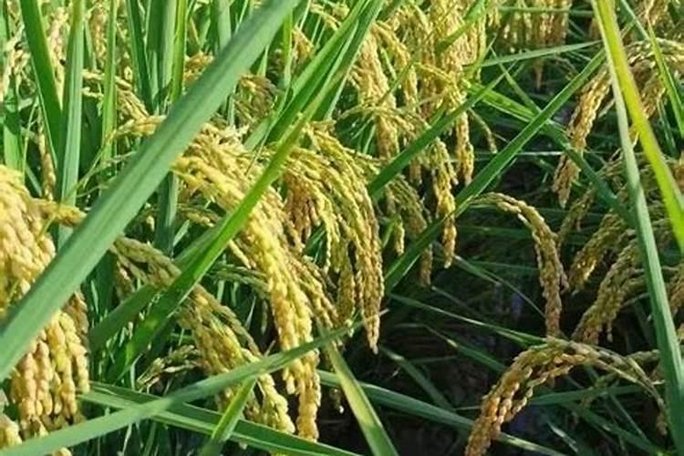 大红萝卜什么时间追肥最好