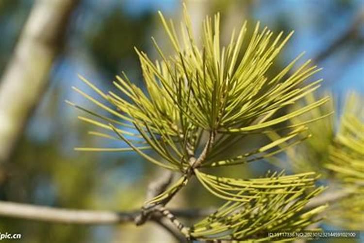 松树叶怎么做肥料？